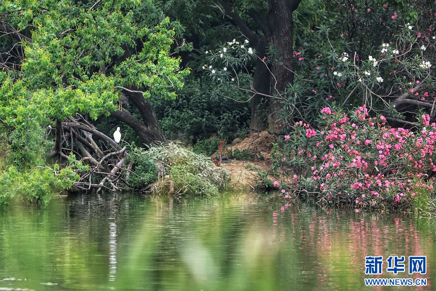 守護候鳥翩躚 艾溪湖畔的夏日之約