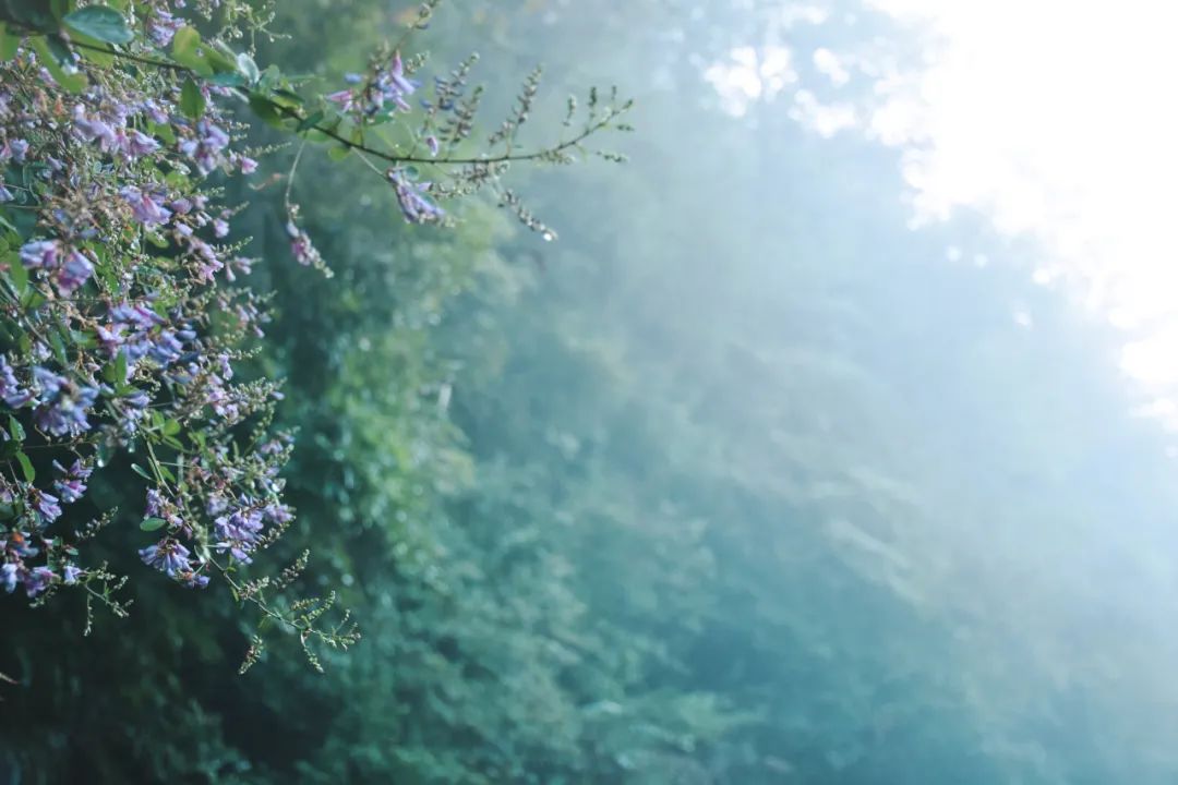 打卡浙西南小城，帶你過一個治愈係夏天