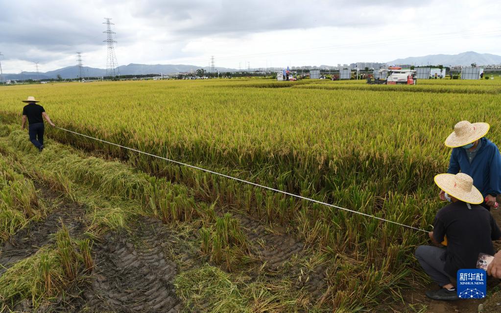海南雜交水稻攻關示範項目2022年雙季早稻測産