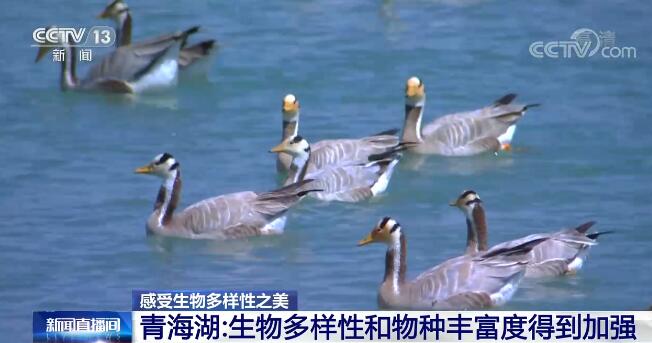 中國生物多樣性保護取得明顯成效 一起來感受生物多樣性之美！