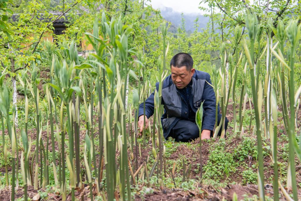 奔跑吧，我的村寨——重慶華溪村蹲點調研筆記