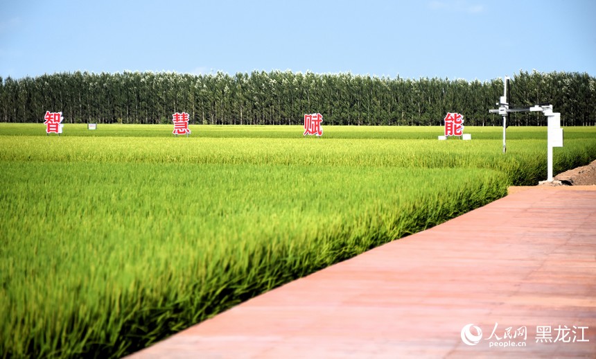 黑龍江北大荒：“智”造現代農業風景線