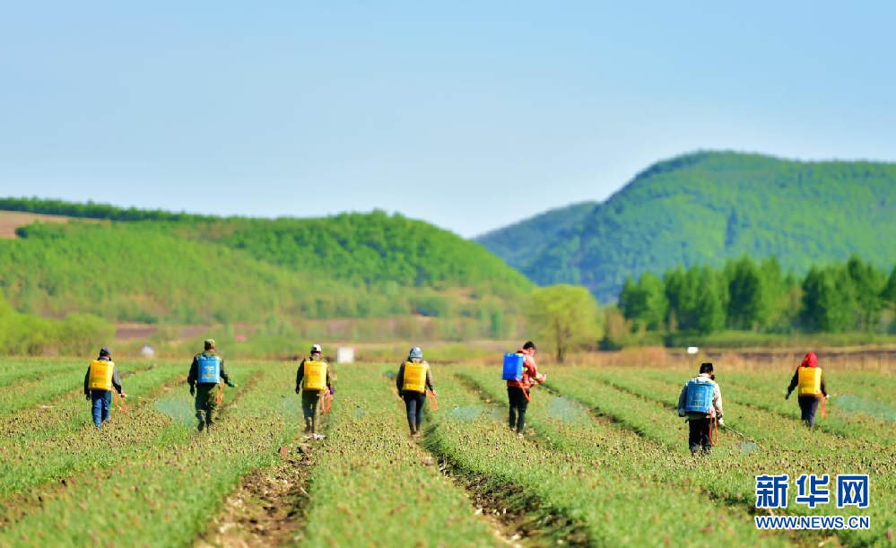 鄂倫春自治旗：産業之花在黑土地上綻放