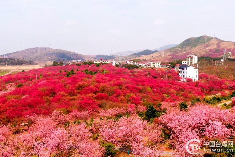 三月芳菲春來到 湖南台資櫻花園裝點祖國美麗山河