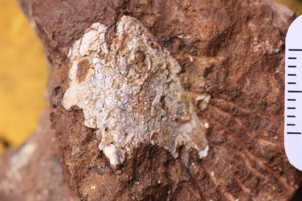 遠古“尋親”：4.38億年前的江夏魚找到“親兄弟
