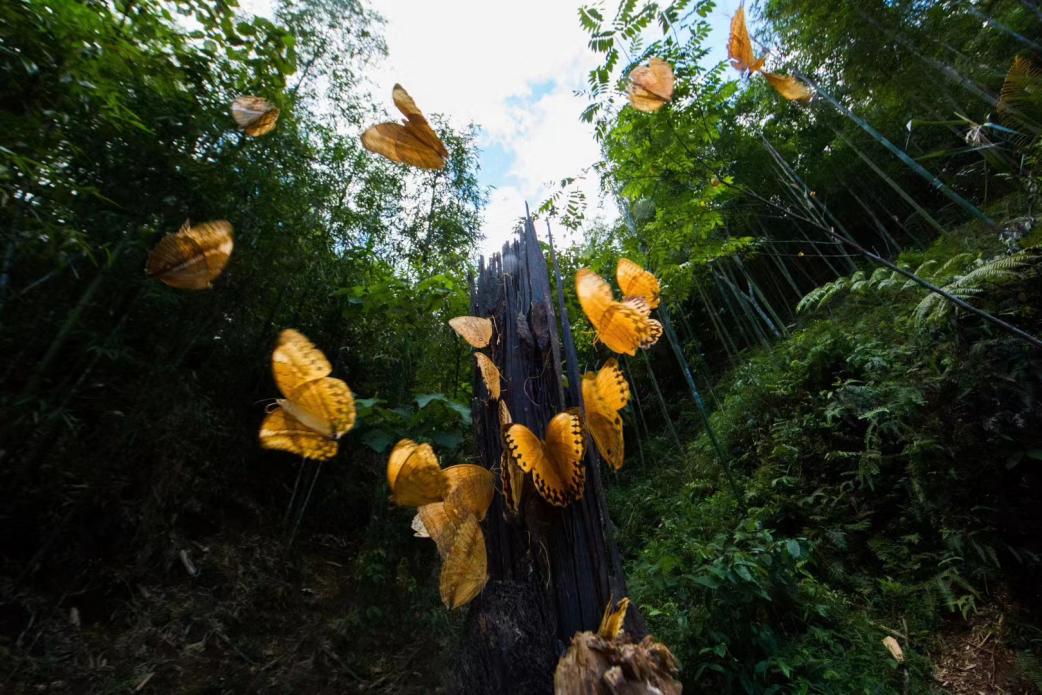 中國·紅河蝴蝶谷即將迎來蝴蝶大爆發