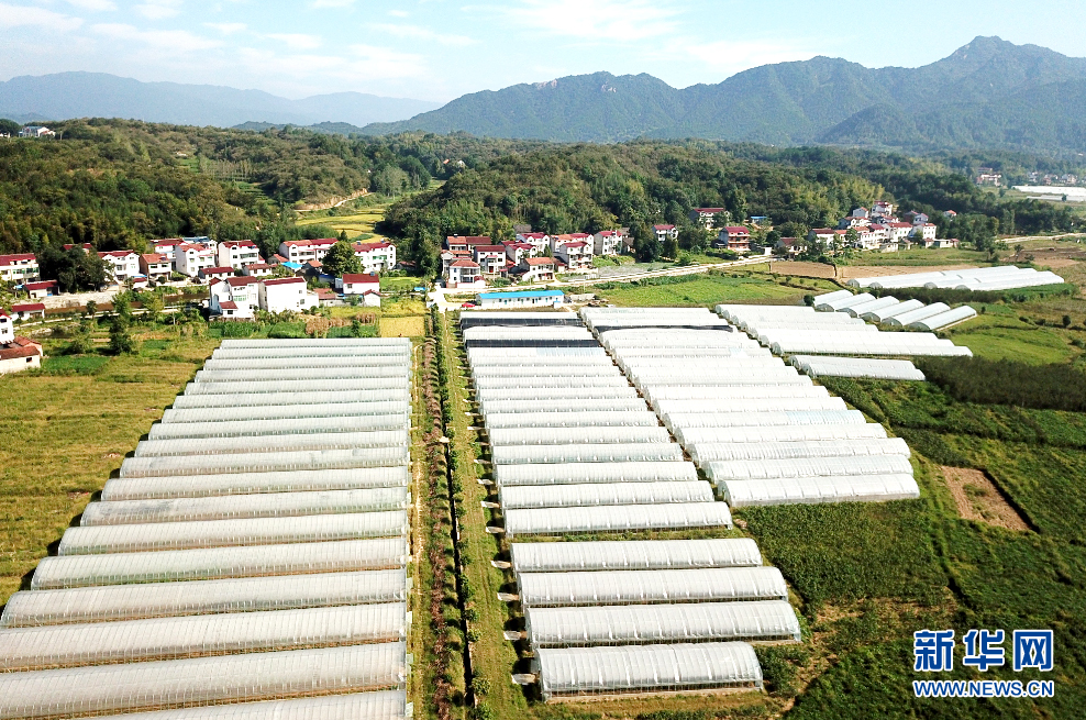 激蕩大別山——“神峰模式”書寫鄉村振興新答卷