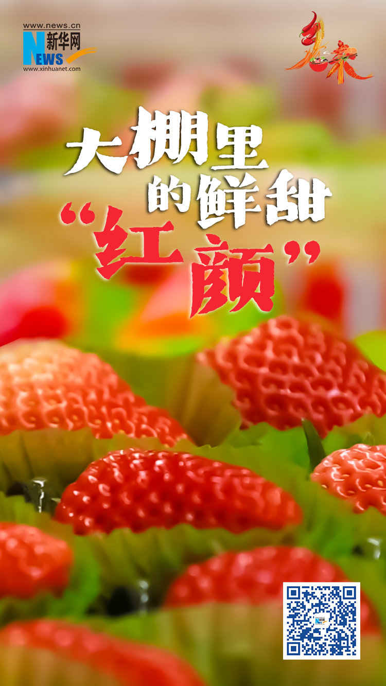 東港草莓：大棚裏的鮮甜“紅顏”