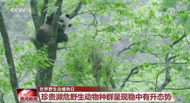 建設美麗中國 | 中國關注旗艦物種保護 逐步構建了野生動植物保護體系