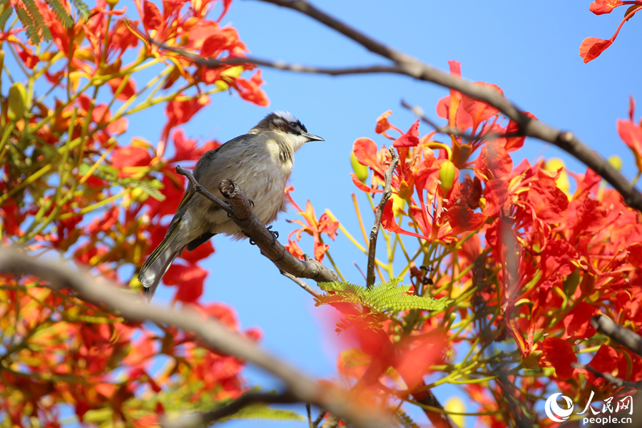 福建廈門：鳳凰花開“燃”滿城