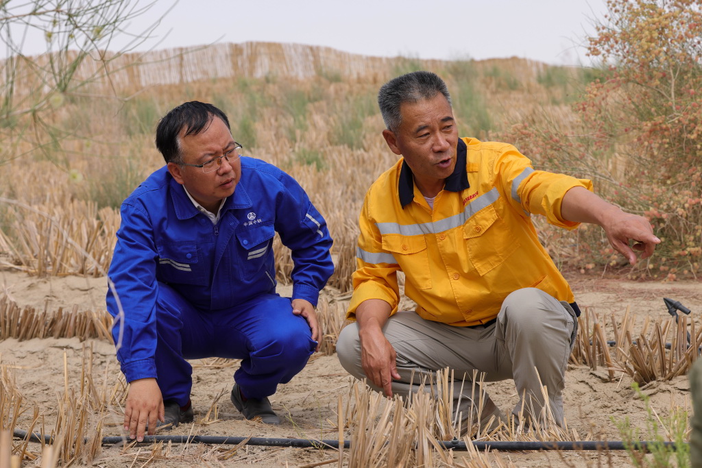 沙漠播綠600里 為了完成最後一塊“拼圖”