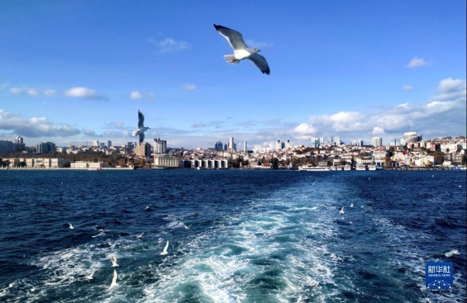 11月27日，海鷗在土耳其博斯普魯斯海峽的水面上覓食。新華社記者 沙達提 攝