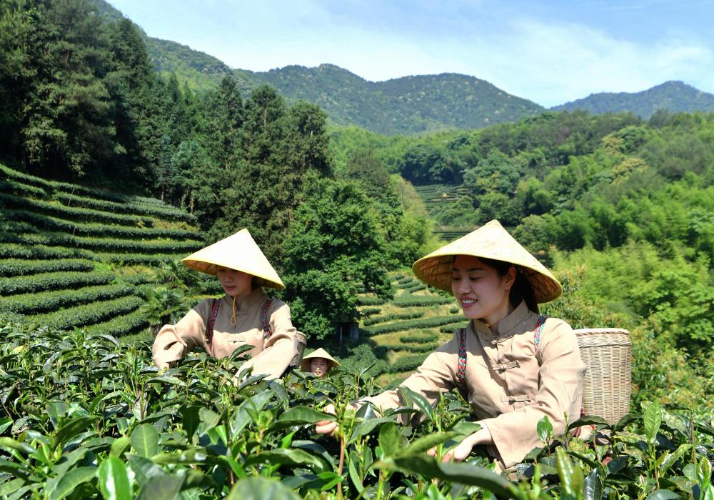 千年閩茶出海忙