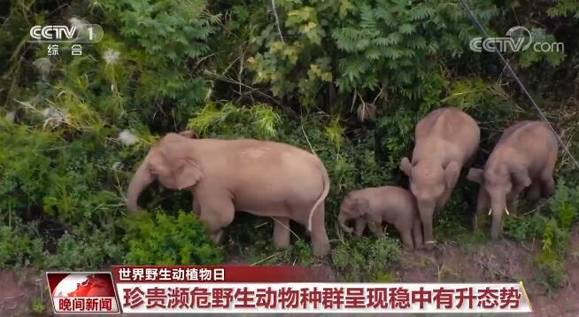 建設美麗中國 | 中國關注旗艦物種保護 逐步構建了野生動植物保護體系