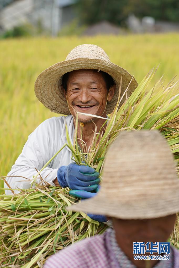 中國農民豐收節來了！ 各地農民忙收穫