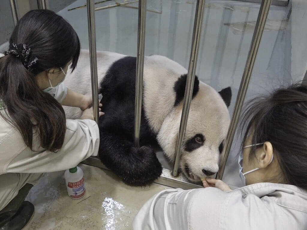 贈臺大熊貓“團團”病情加重 台北動物園已申請大陸專家赴臺