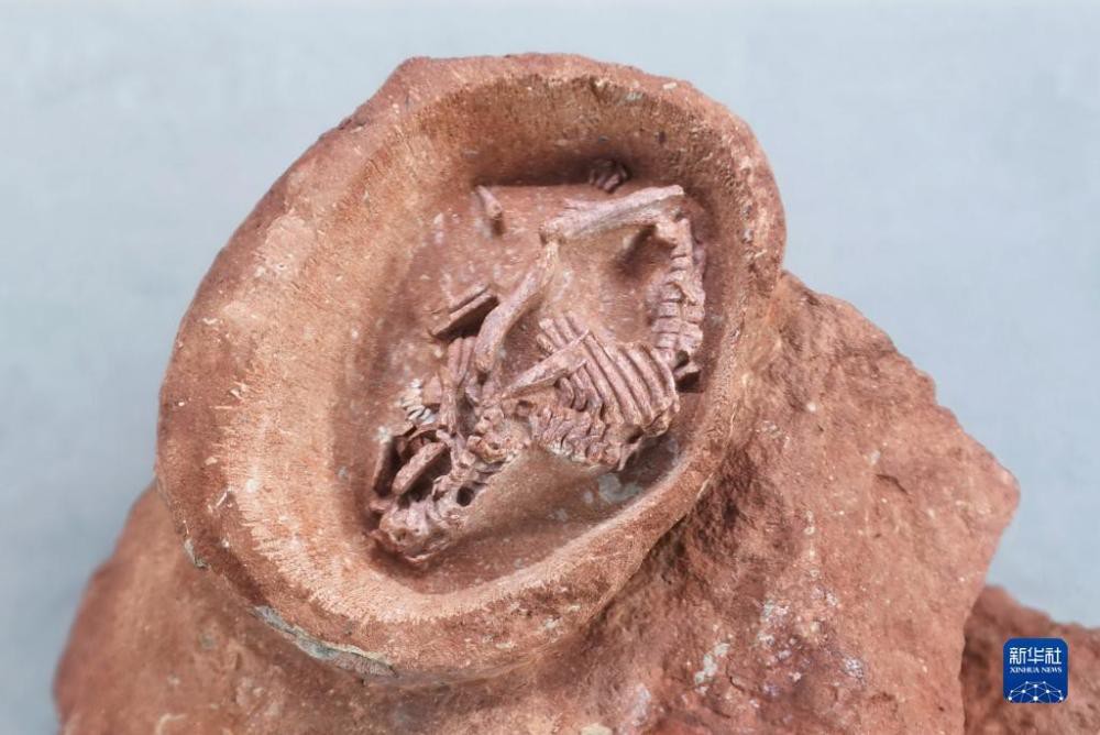 中國發現保存完整的鴨嘴龍胚胎化石