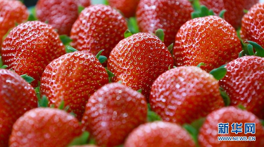 東港草莓：大棚裏的鮮甜“紅顏”