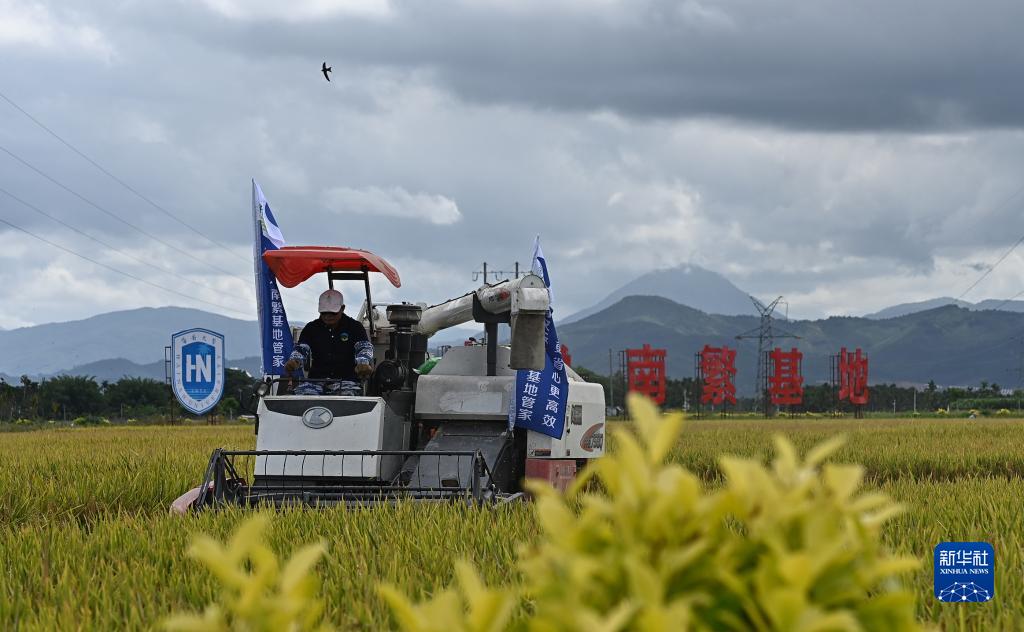 海南雜交水稻攻關示範項目2022年雙季早稻測産