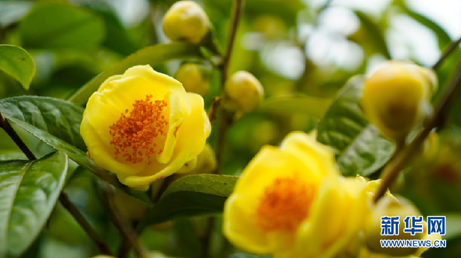 金花茶：金色花兒裏的“幸福味道”