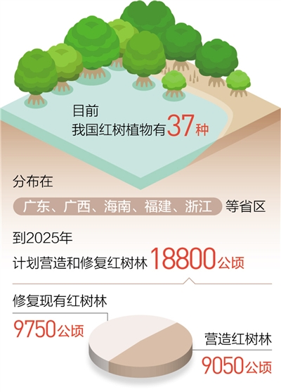 到2025年，中國將營造和修復紅樹林18800公頃