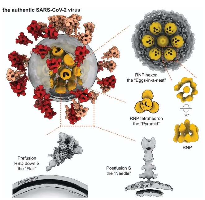 全球首個！ 我國揭示新冠病毒全病毒精細結構