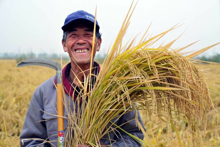 世界糧食日的特別禮物：中國十萬畝海水稻平均畝産超千斤