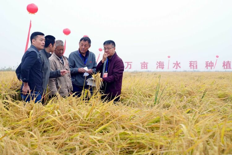 世界糧食日的特別禮物：中國十萬畝海水稻平均畝産超千斤