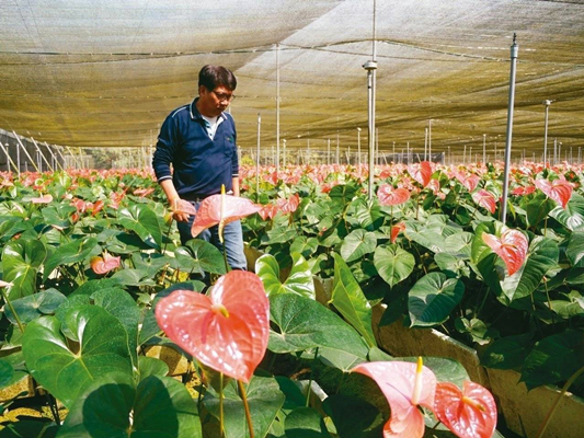 韓國瑜經濟之旅 “賣菜郎”赴澳門變身“賣花郎”