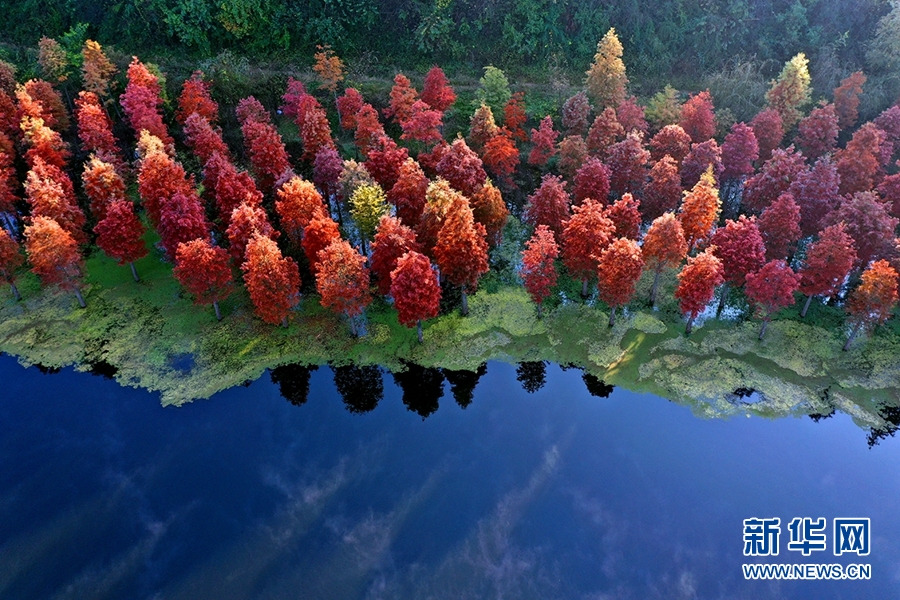 “飛閱”昆明水杉林：一抹緋紅扮靚春城