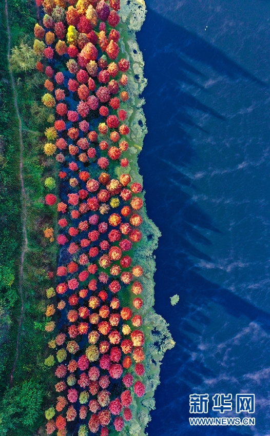 “飛閱”昆明水杉林：一抹緋紅扮靚春城