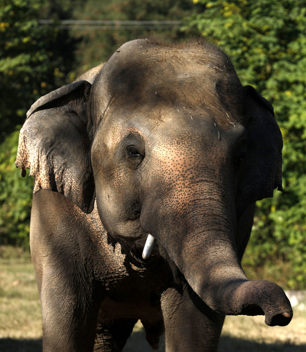 “世界上最孤獨的大象”搬家了！
