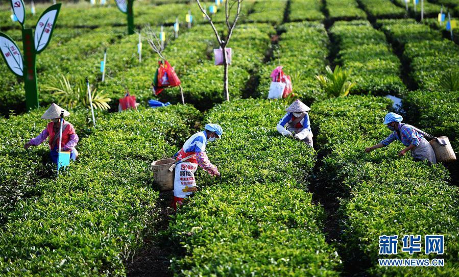 2月27日,白沙黎族自治縣五里路茶葉專業合作社的員工在茶園內採摘春茶。 新華社記者 郭程 攝