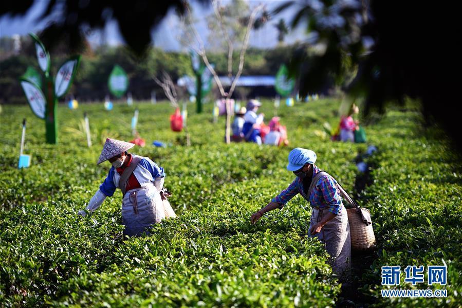 2月27日,白沙黎族自治縣五里路茶葉專業合作社的員工在茶園內採摘春茶。 新華社記者 郭程 攝