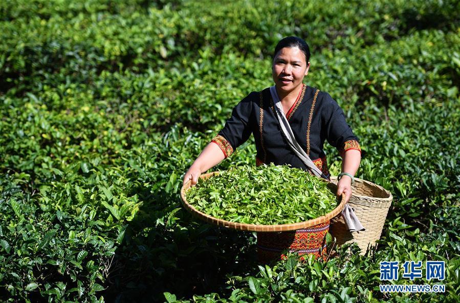 2月27日,白沙黎族自治縣五里路茶葉專業合作社的負責人符小芳展示她採摘的春茶。 新華社記者 郭程 攝