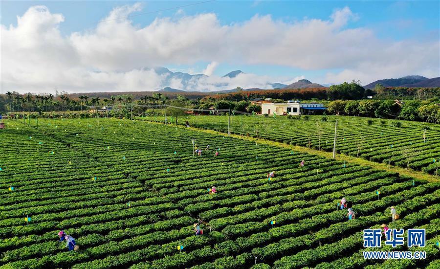 2月27日,白沙黎族自治縣五里路茶葉專業合作社的員工在茶園內採摘春茶(無人機照片)。新華社記者 郭程 攝
