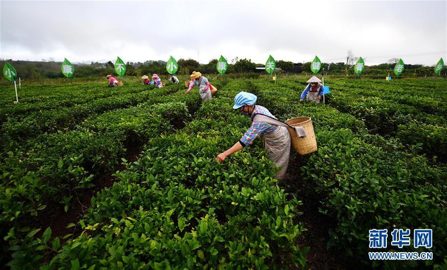 2月27日,白沙黎族自治縣五里路茶葉專業合作社的員工在茶園內採摘春茶。 新華社記者 郭程 攝