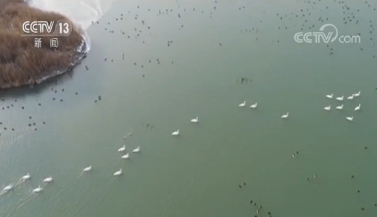 新疆阿克蘇濕地公園 首次迎來成群野生白天鵝