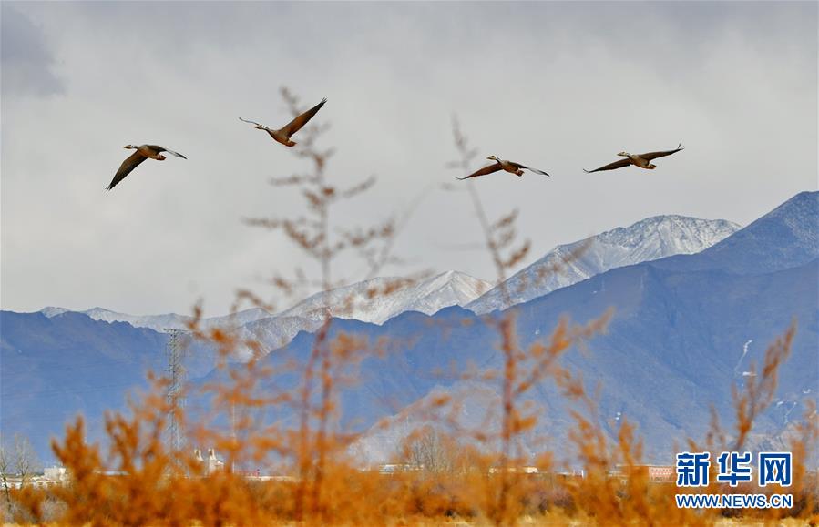 初春拉魯濕地 初春拉魯濕地