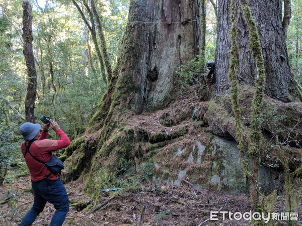 台灣林木專家在中央山脈發現原始“巨木森林”