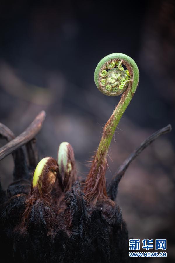 研究：澳大利亞上一季林火影響百餘種植物存活