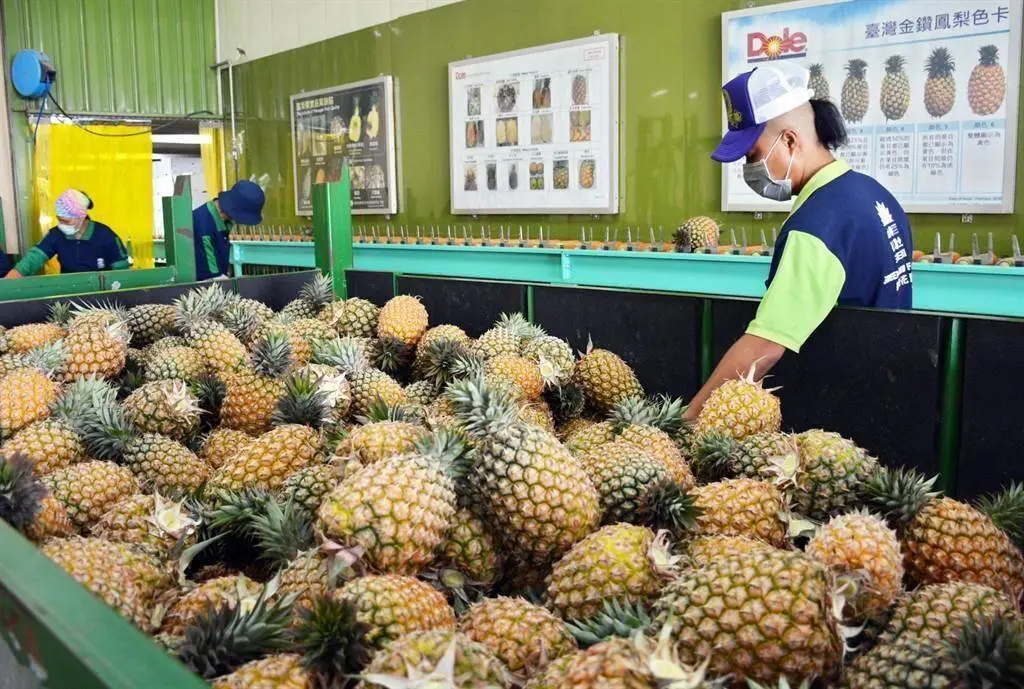 台灣“菠蘿鬧劇”：拿民眾的錢洗民眾的腦！