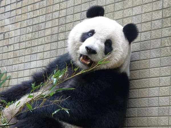 大熊貓“圓仔”完成首次全身健康檢查 身體比媽媽還強健