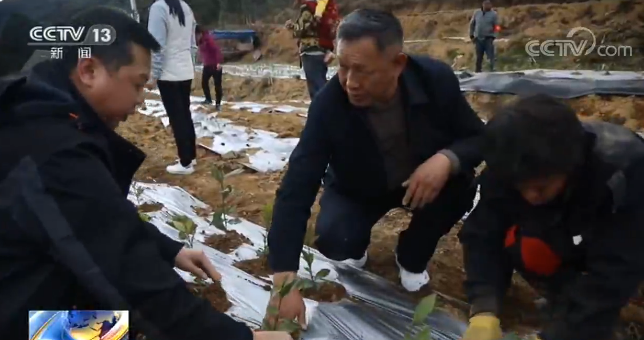 西藏林芝：發展種茶業 助力村民脫貧