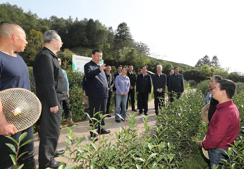 習近平察看武夷山春茶長勢：把茶文化、茶産業、茶科技這篇文章做好