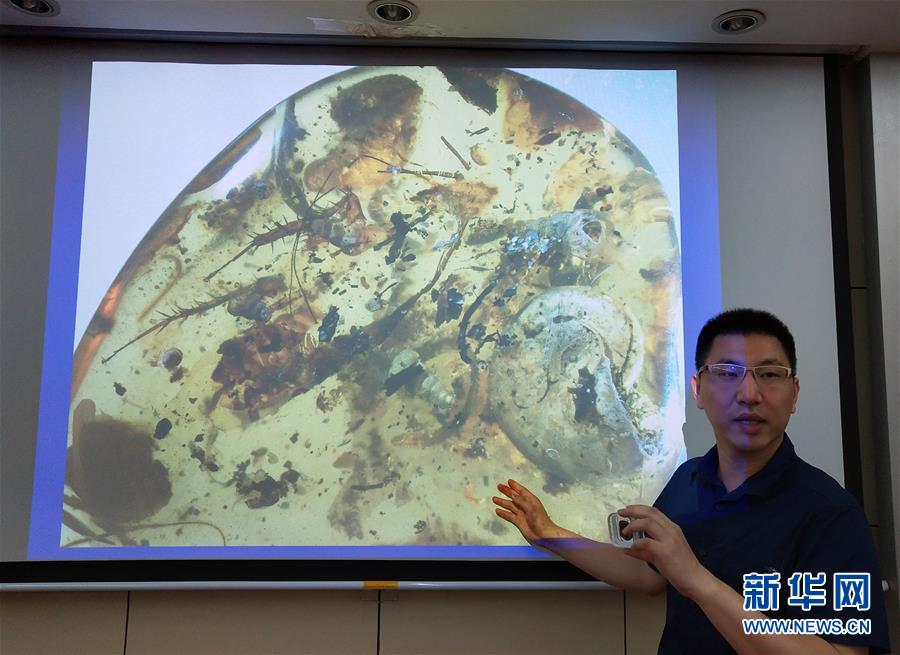 中國科學家在琥珀中發現史前海洋動物