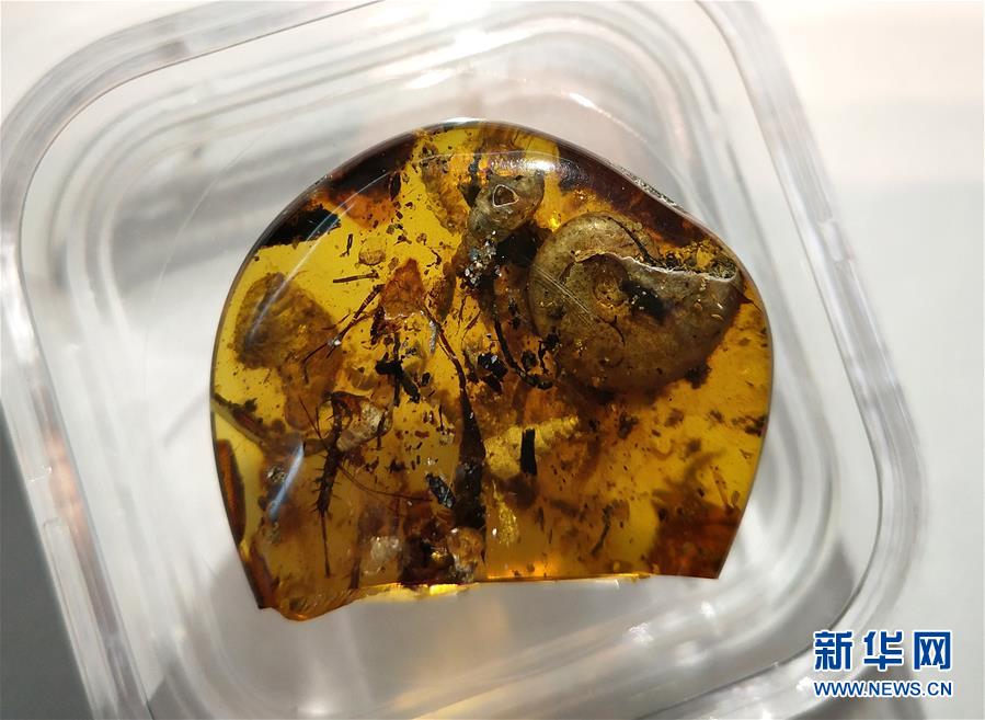 中國科學家在琥珀中發現史前海洋動物
