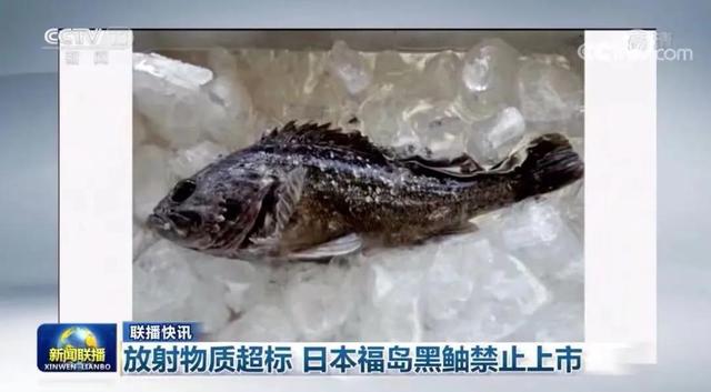 總臺海峽時評丨連日本都禁止售核污染魚，民進黨當局還想搏命獻媚？