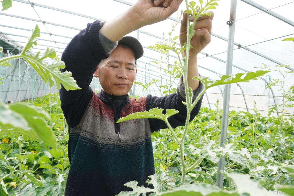 從“一菜難求”到“瓜果飄香”——西藏跨越70年的蔬菜産業翻身記