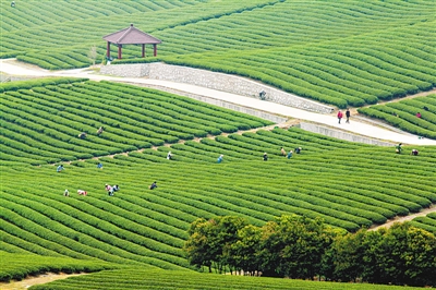 陽羨故里茶色青 陽羨故里茶色青